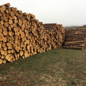 mill-direct logs